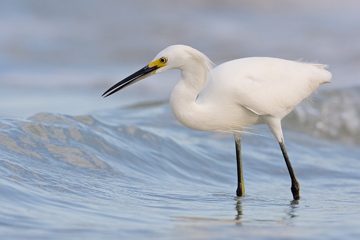 Schmuckreiher Egretta thula Snowy Egret